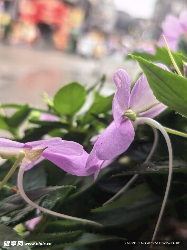 四季凤仙