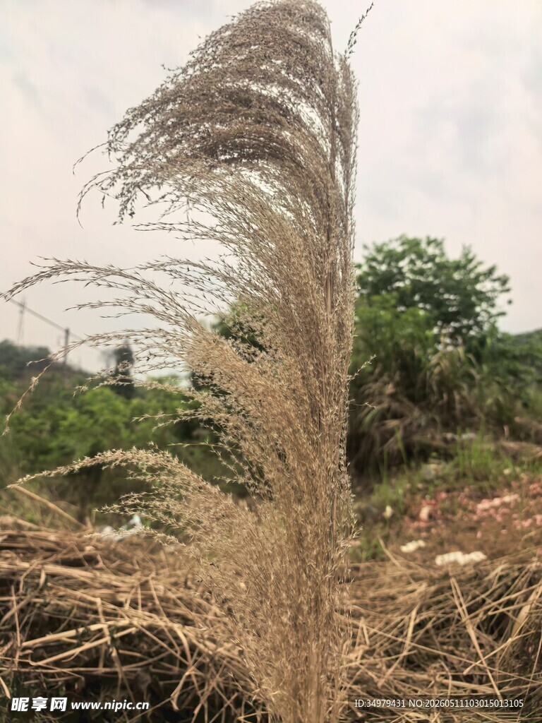 芒草
