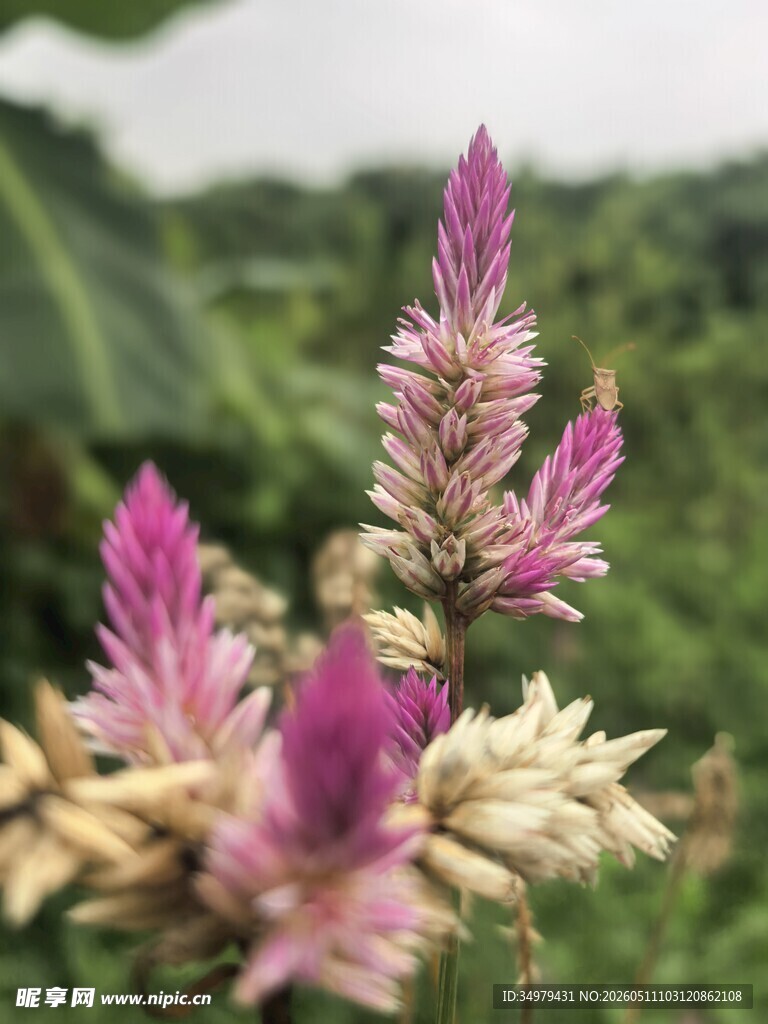 青葙