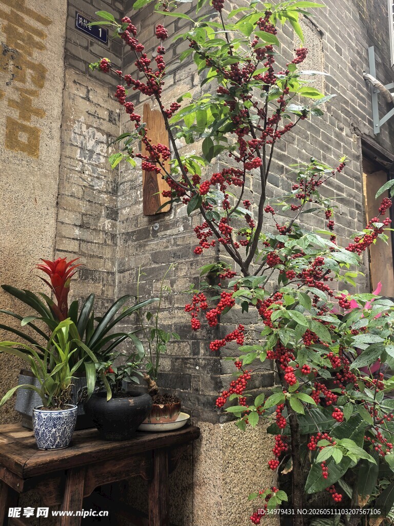朱砂根