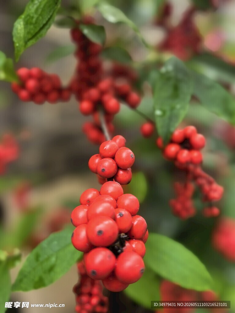 朱砂根