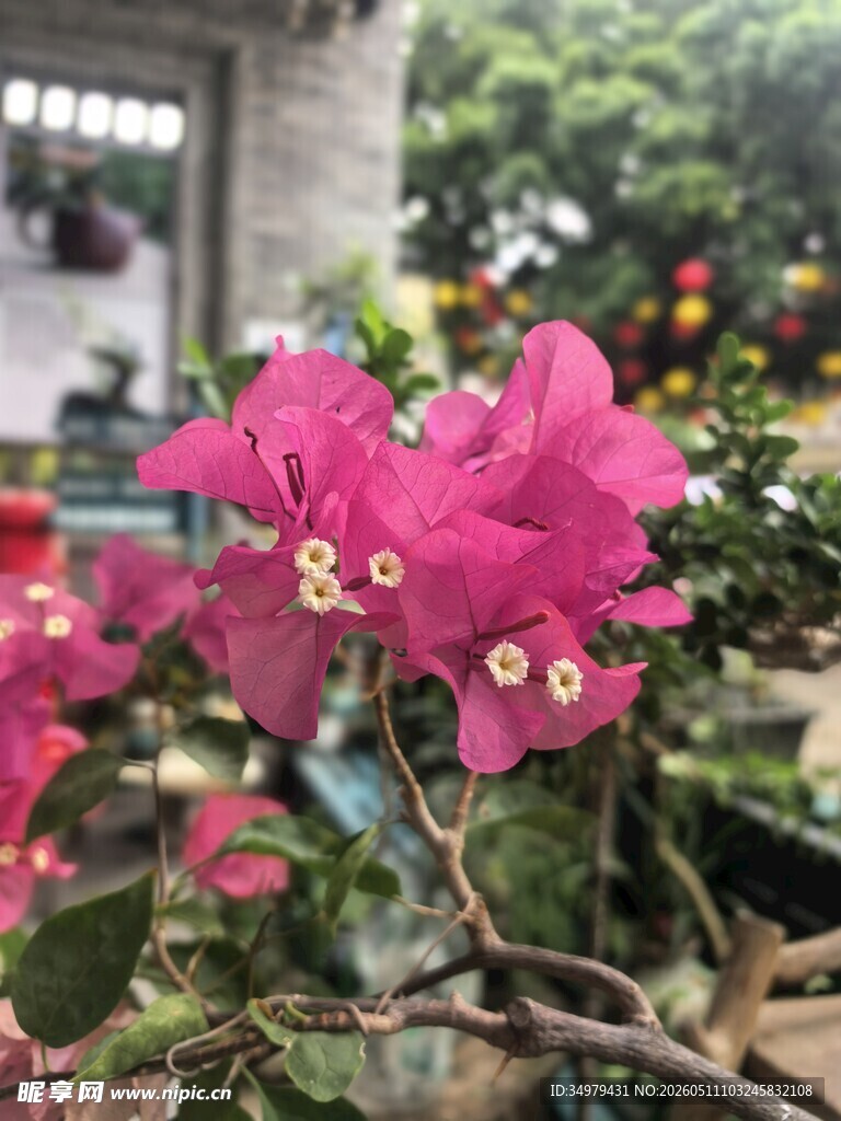 三角梅