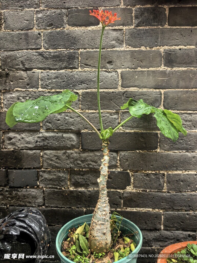 盆栽