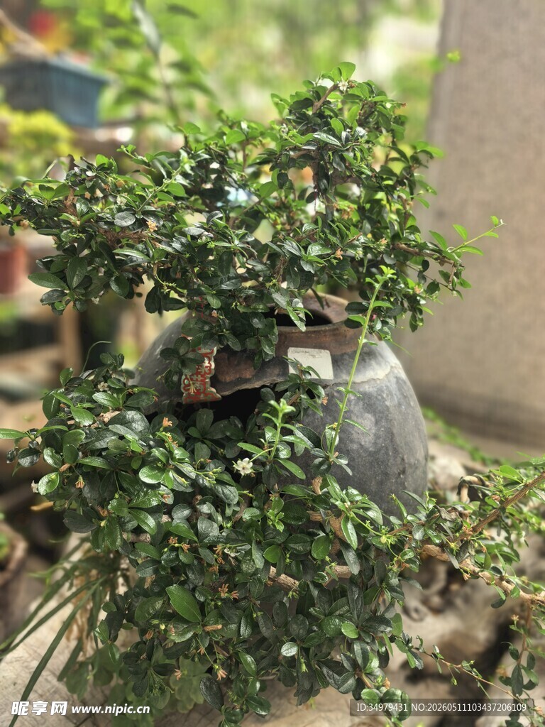 福建茶