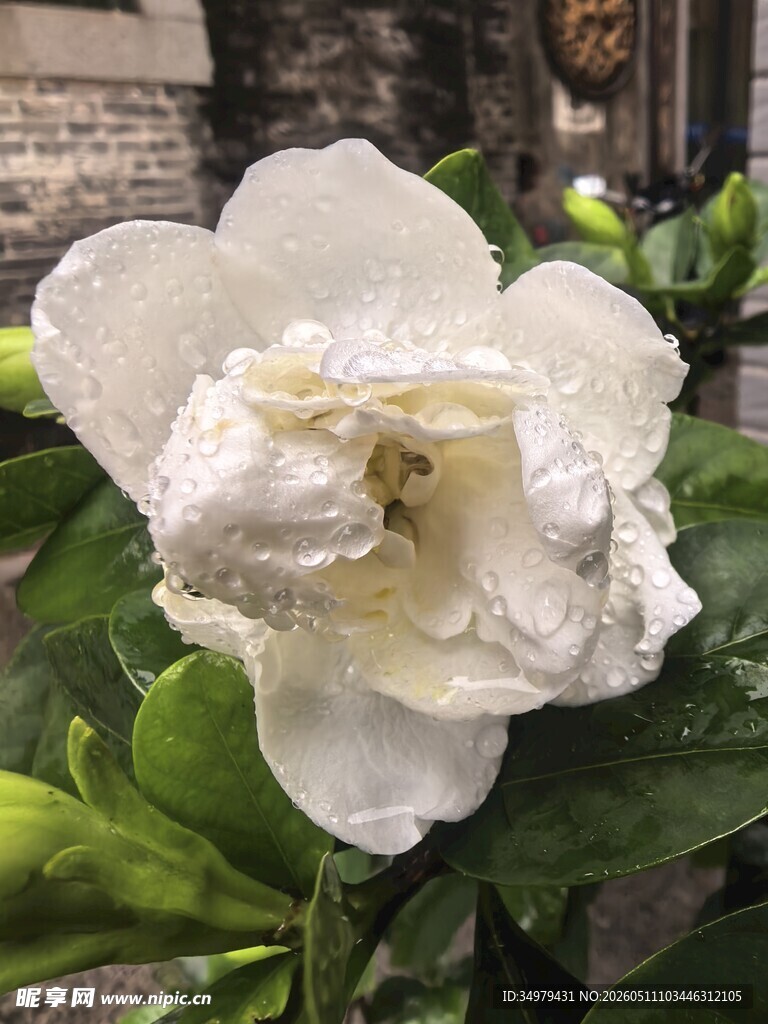 栀子花