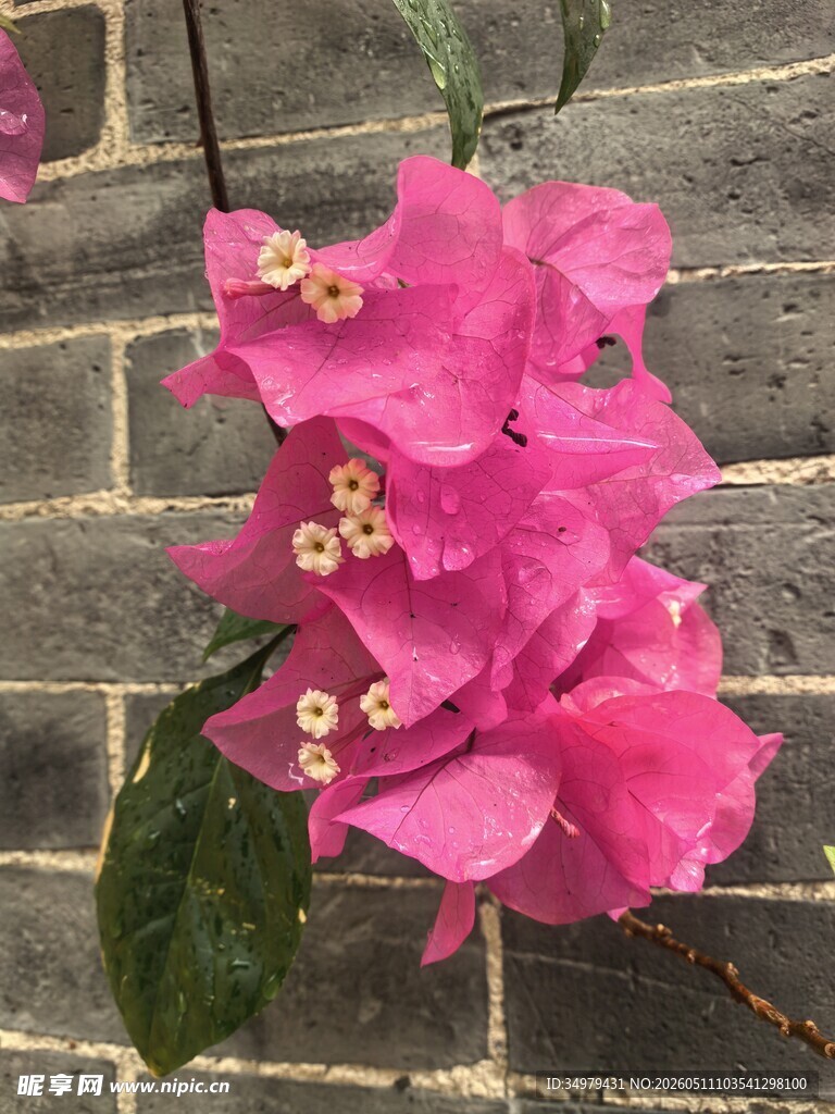 三角梅
