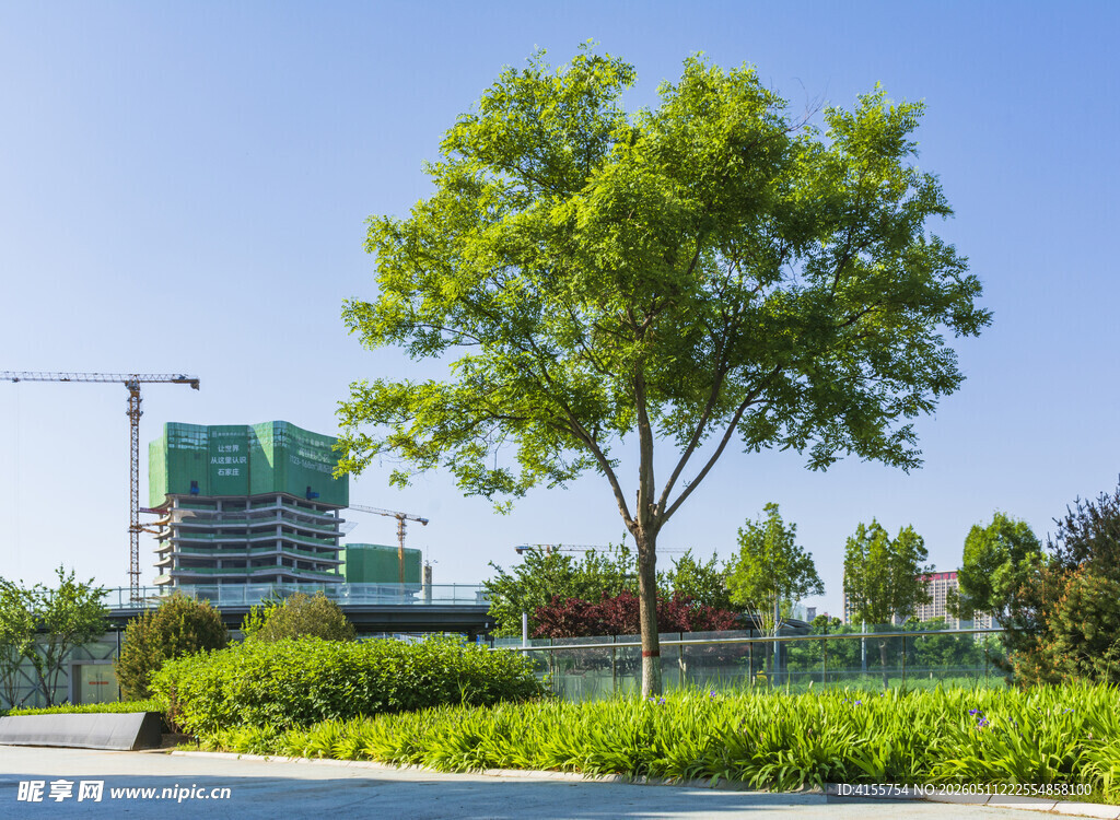 城市中的绿树与建筑景观