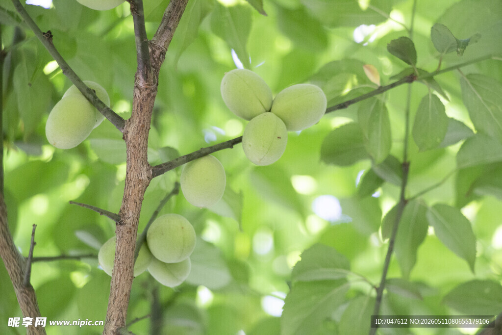 枝头青梅