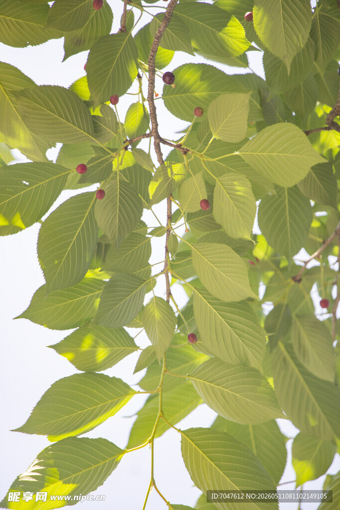 樱花果子