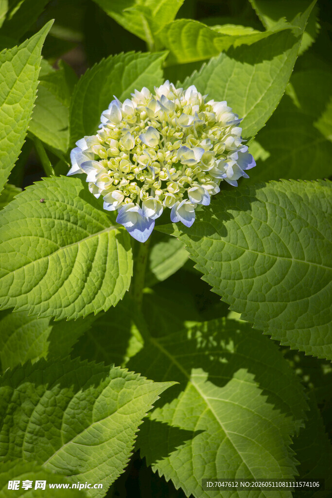 八仙花绣球花 