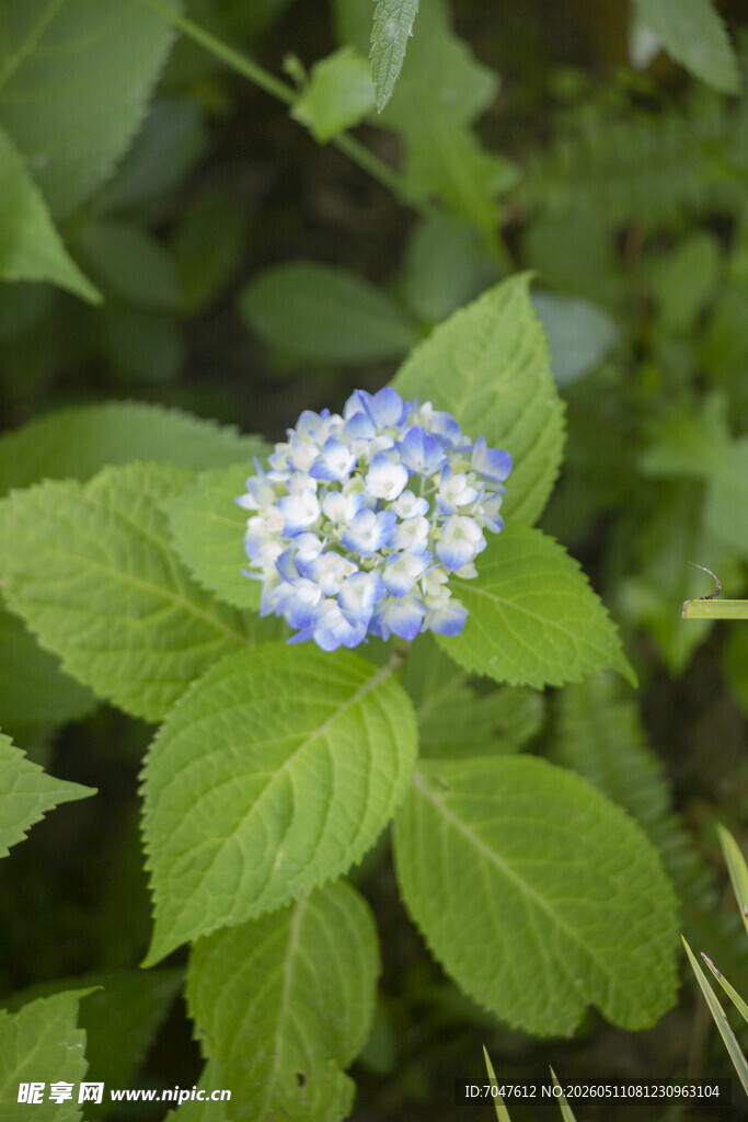 八仙花