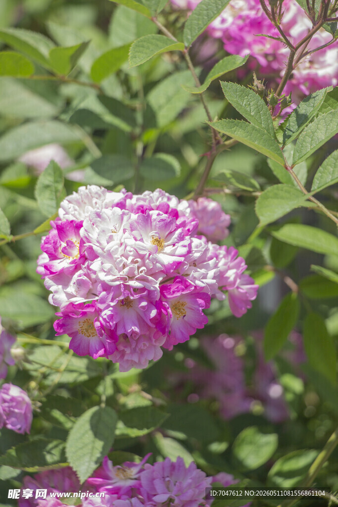 月季花