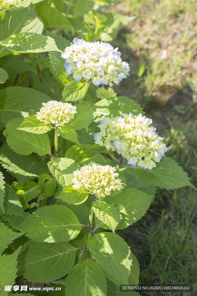 盛开的八仙花