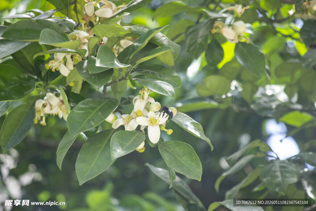 香橼花