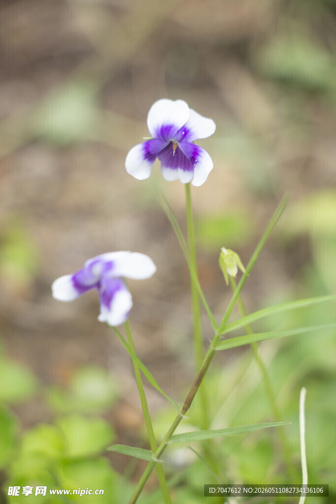 香堇菜