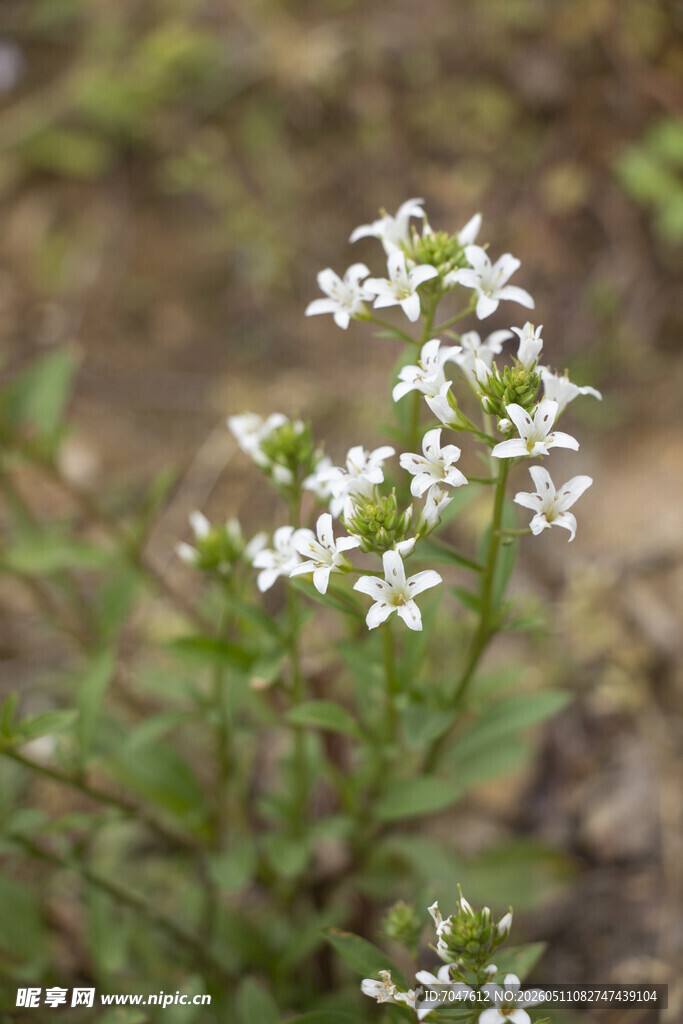 泽珍珠菜