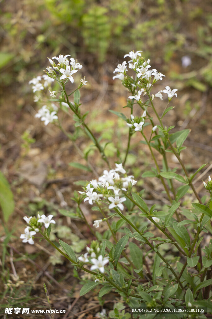 泽珍珠菜