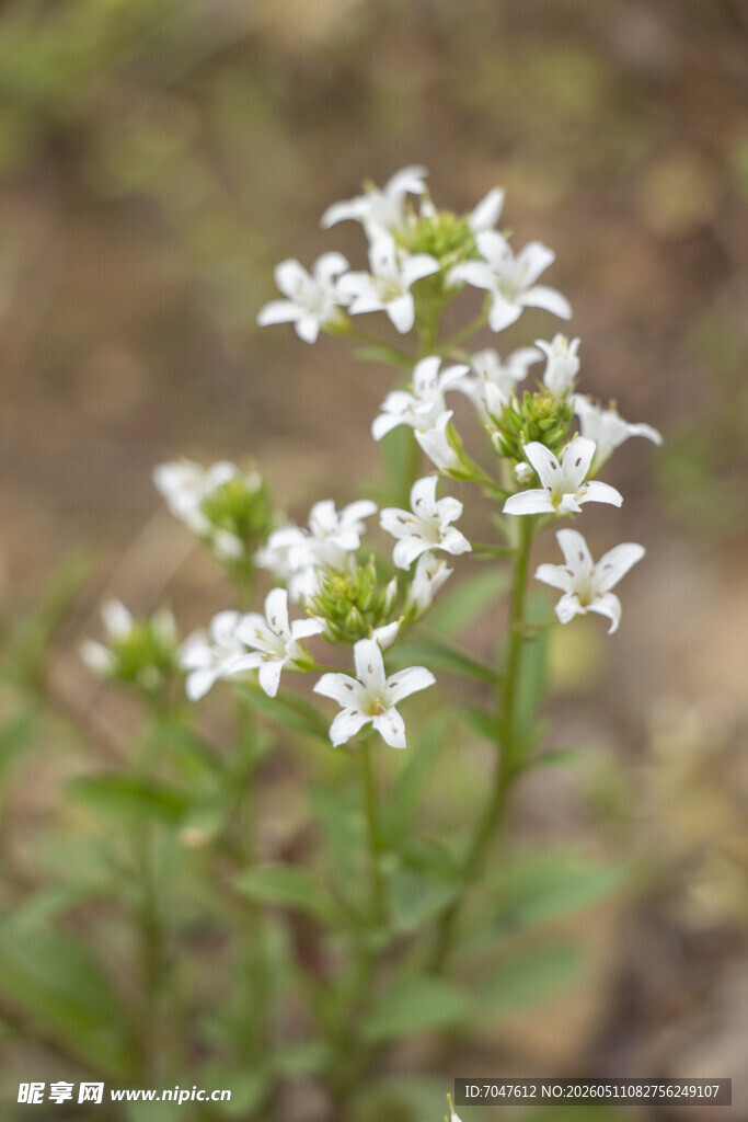 泽珍珠菜白色小花