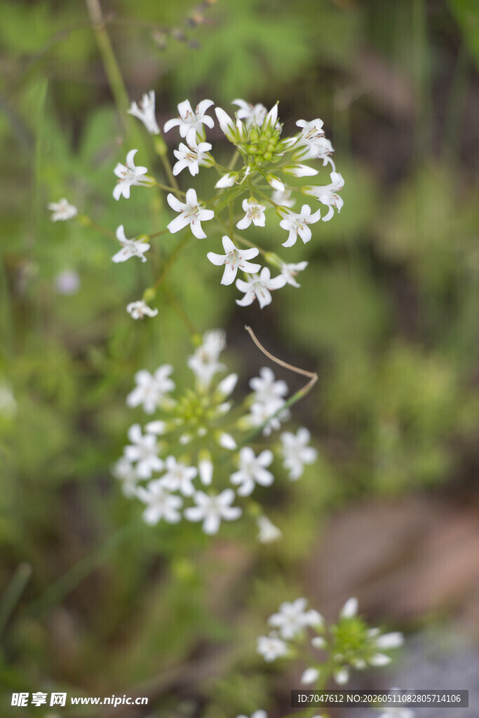 泽珍珠菜小白花