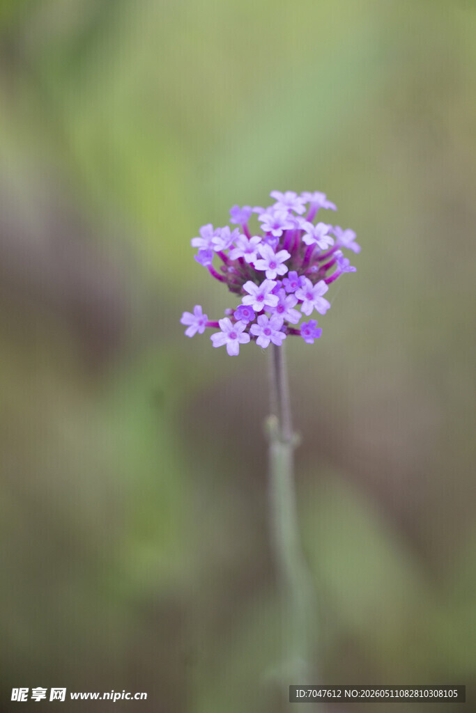 柳叶马鞭草紫色小花
