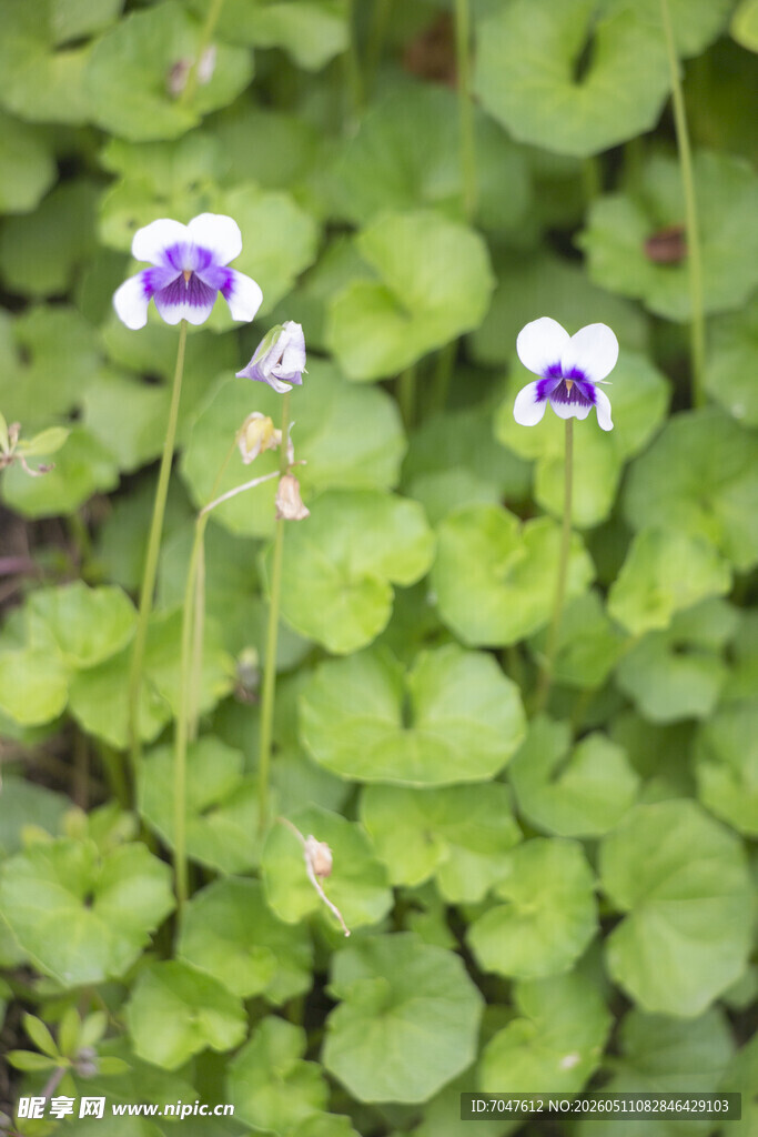 香堇菜紫色小花