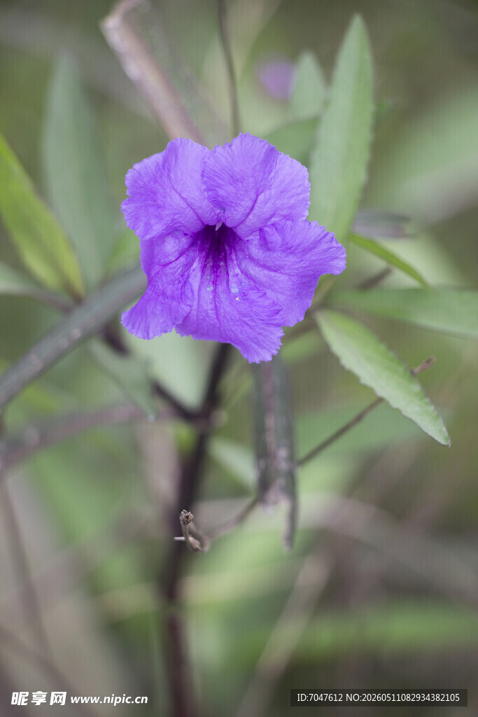 蓝花草