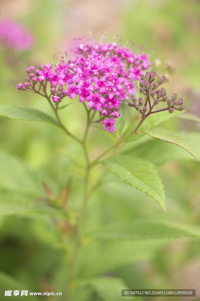 粉花绣线菊