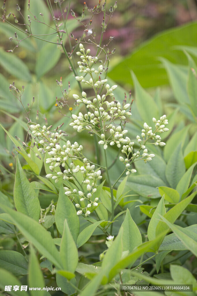 南天竹花序