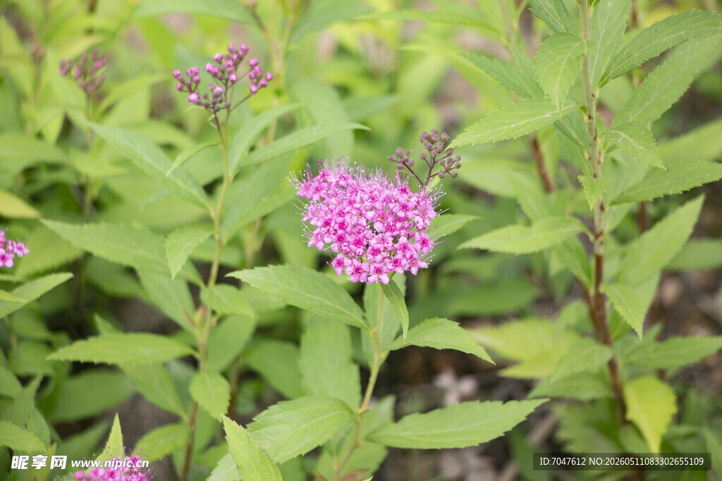 粉花绣线菊