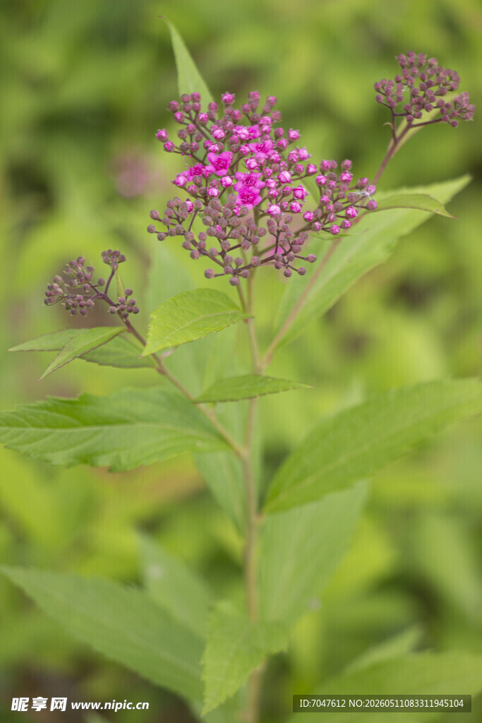 粉花绣线菊