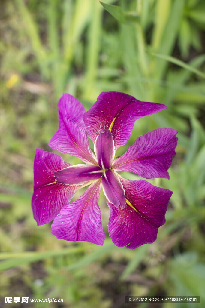 玉蝉花 