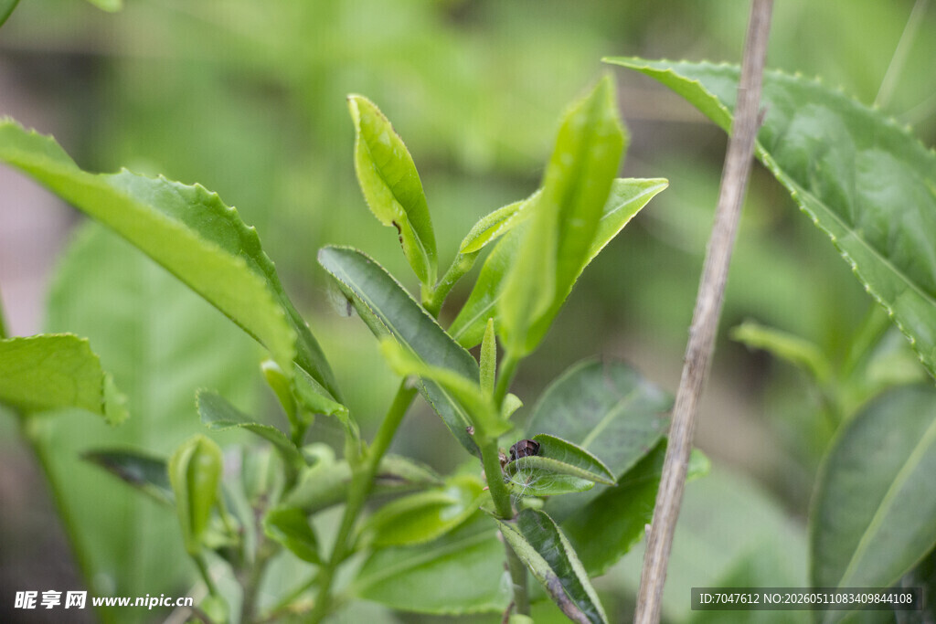 嫩绿茶叶生机勃勃