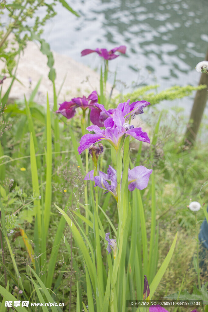 玉蝉花紫花鸢尾