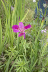 玉蝉花紫花鸢尾