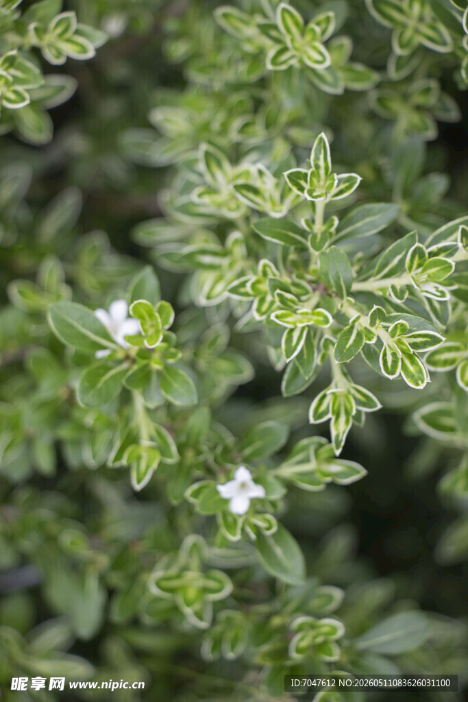 六月雪绿叶白花植物特写