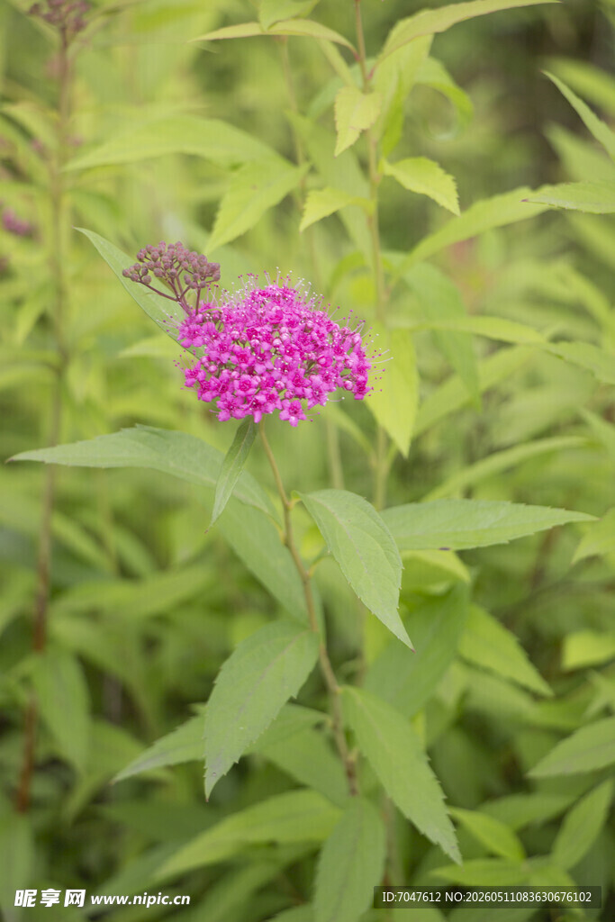 粉花绣线菊