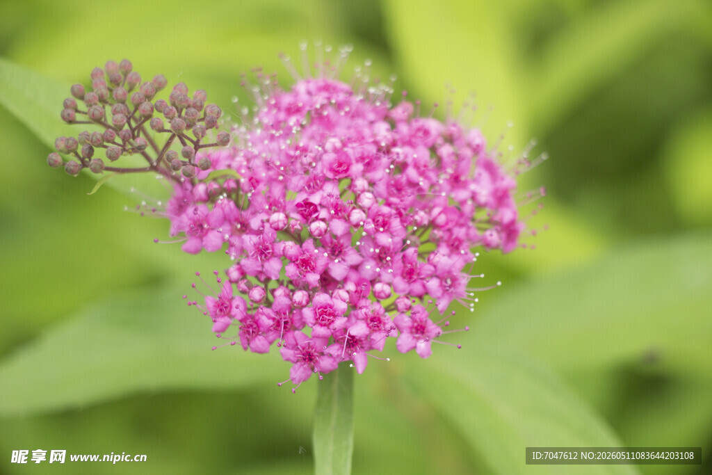 粉花绣线菊粉色小花特写