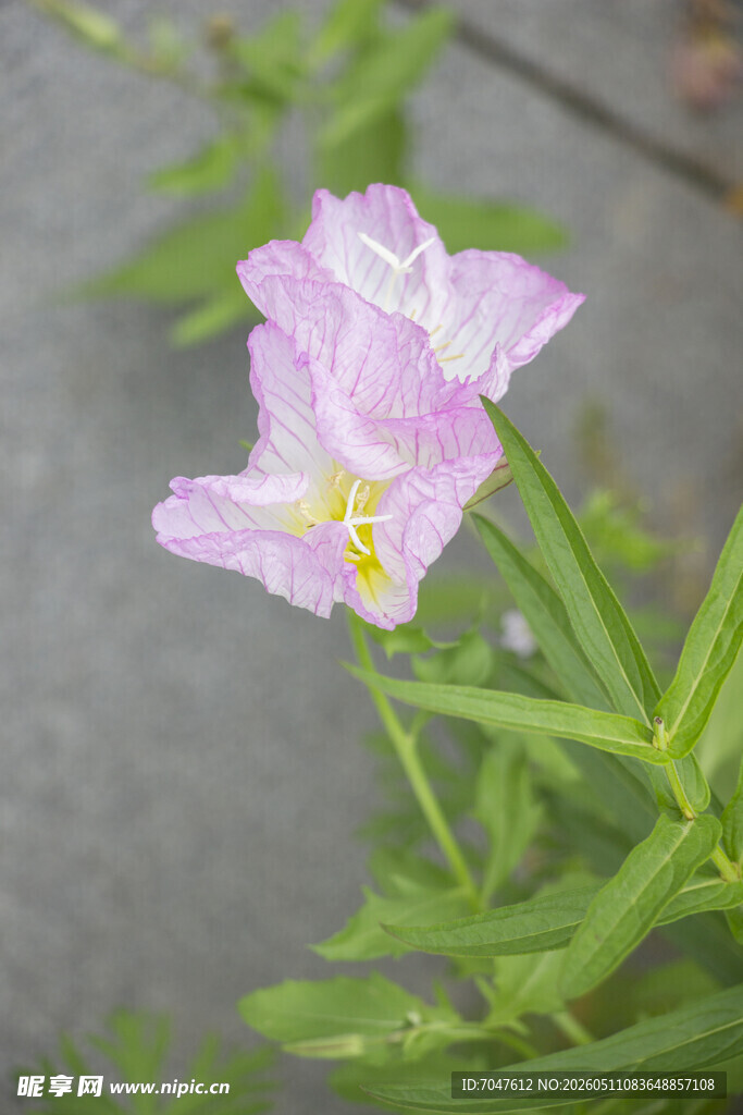 美丽月见草绽放的美丽小花