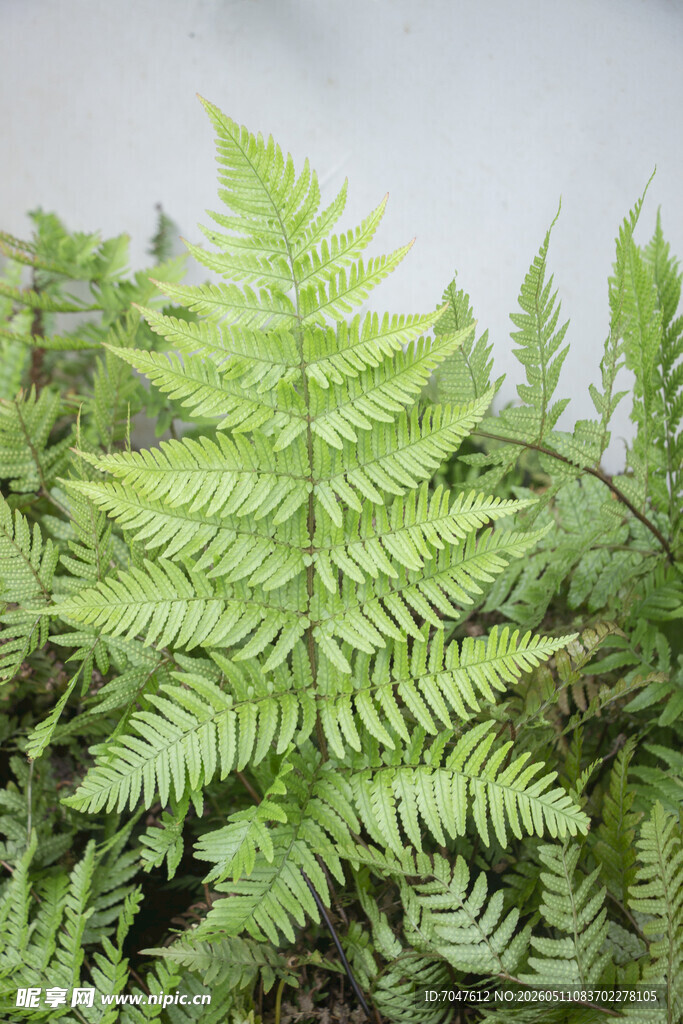 翠绿蕨类植物特写