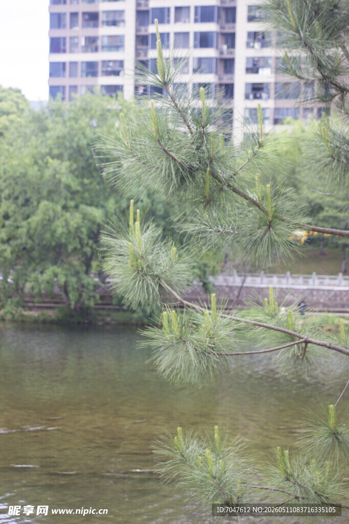 河畔松树与远处高楼景观
