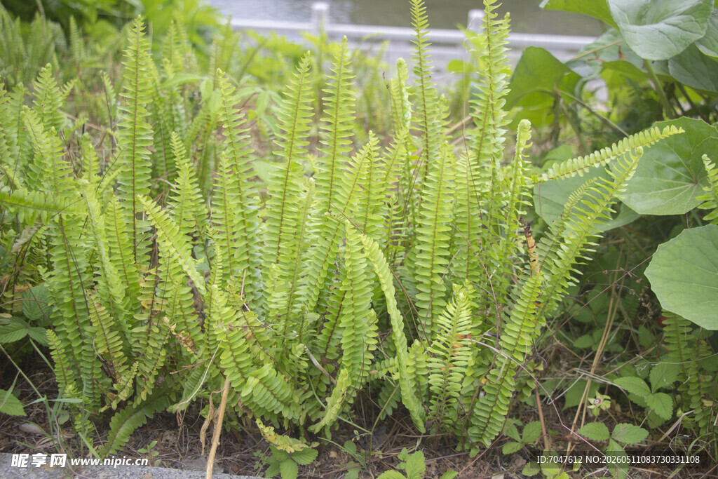 肾蕨嫩绿生机勃勃的植物景观