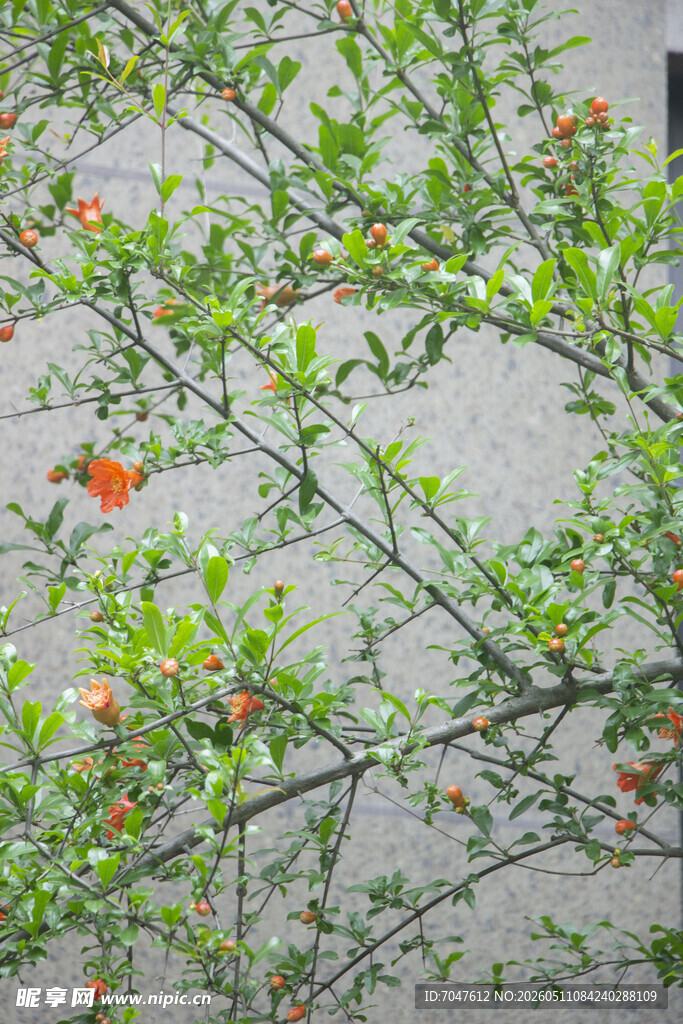 石榴花