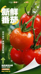 西红柿