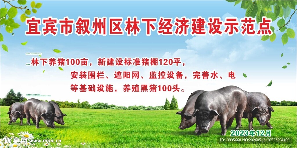 黑猪