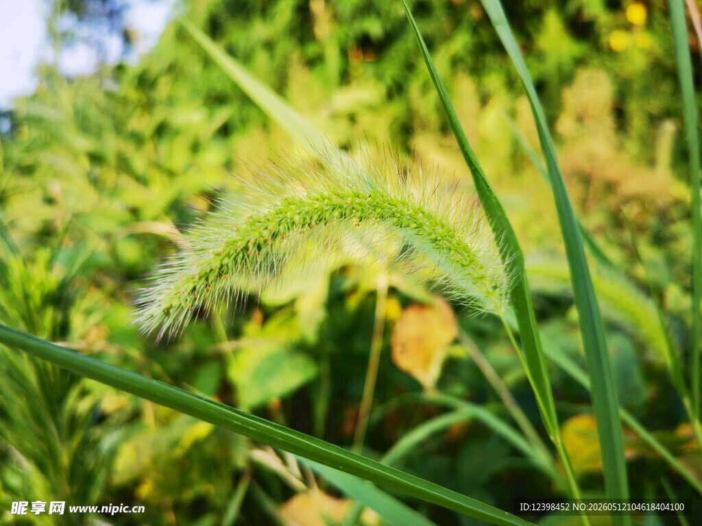 翠绿狗尾草特写