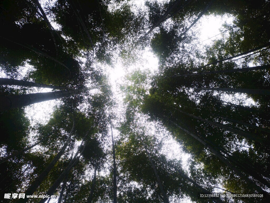 仰视茂密树林中的阳光