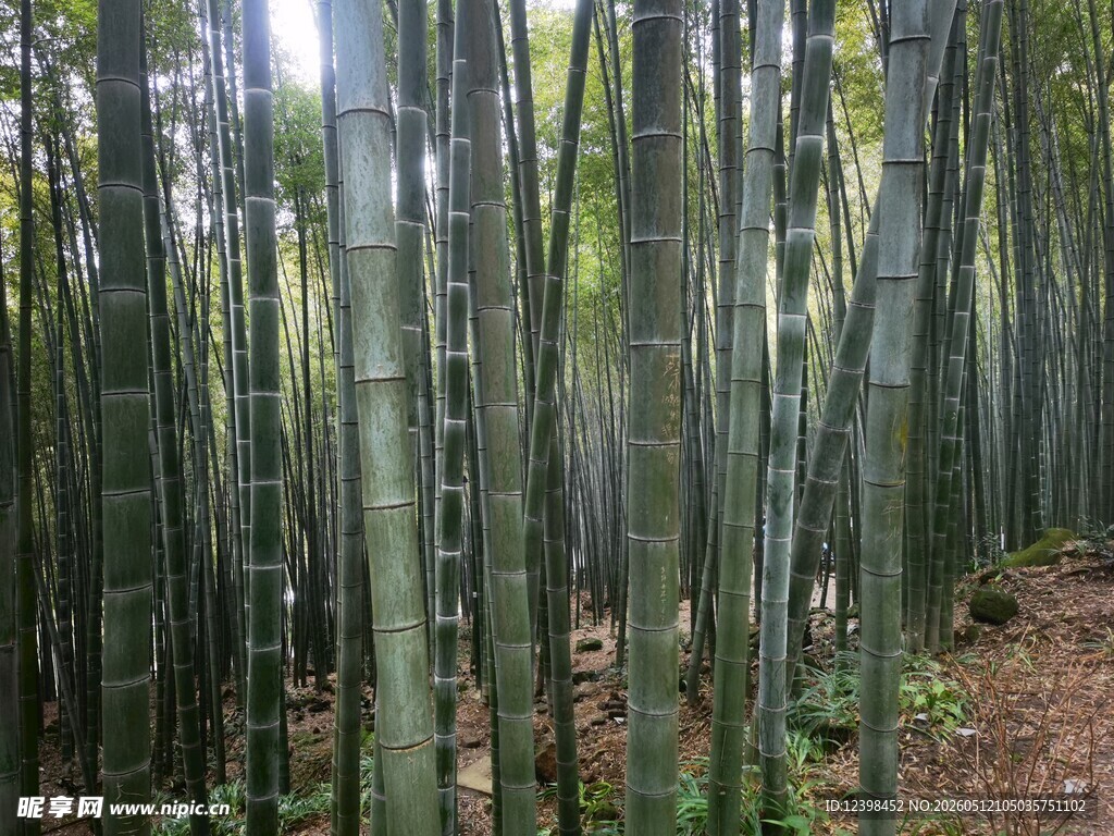 茂密竹林