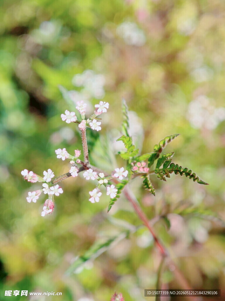 绿叶间小白花