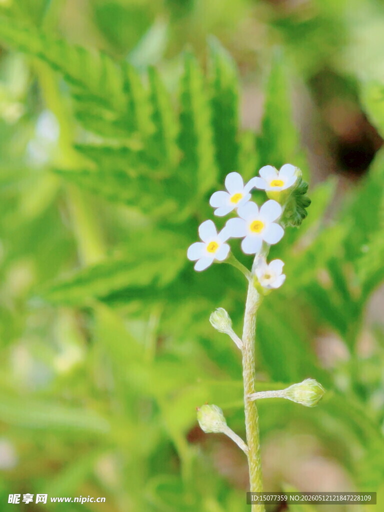 清新小白花绽放绿叶间