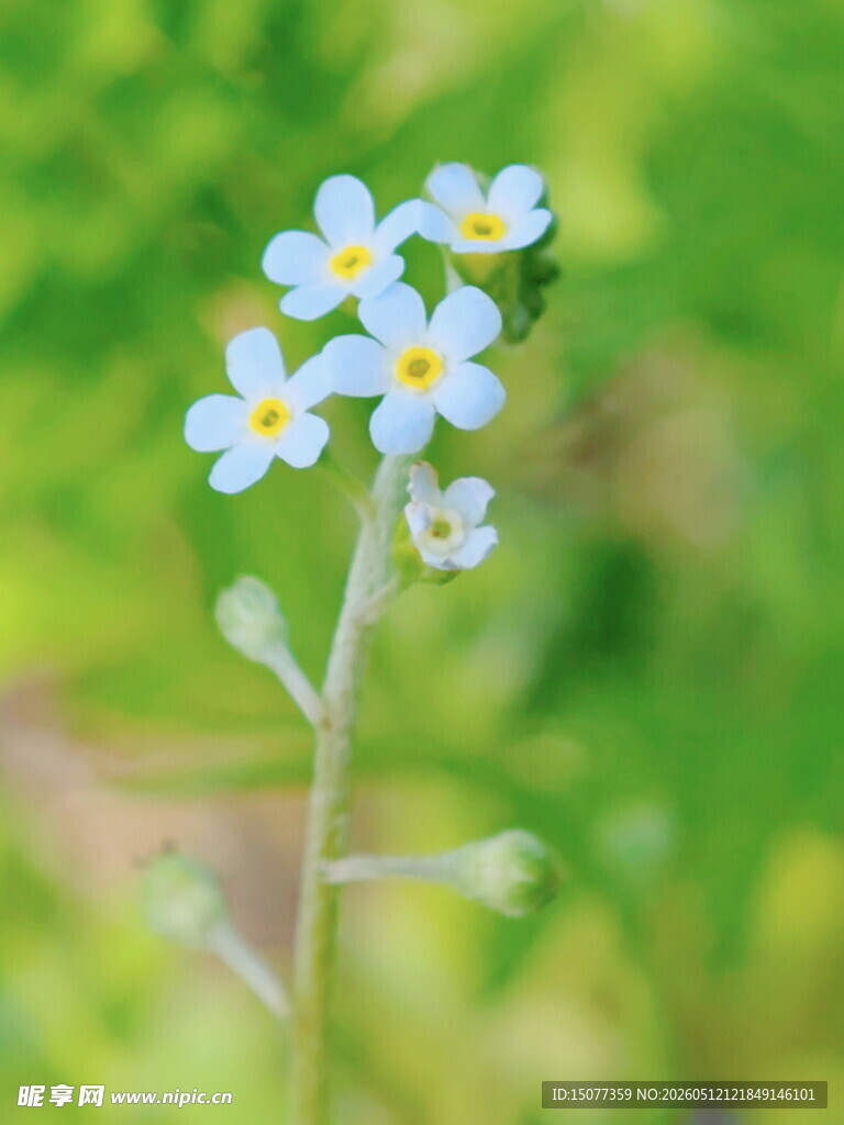 清新勿忘草绽放绿意间
